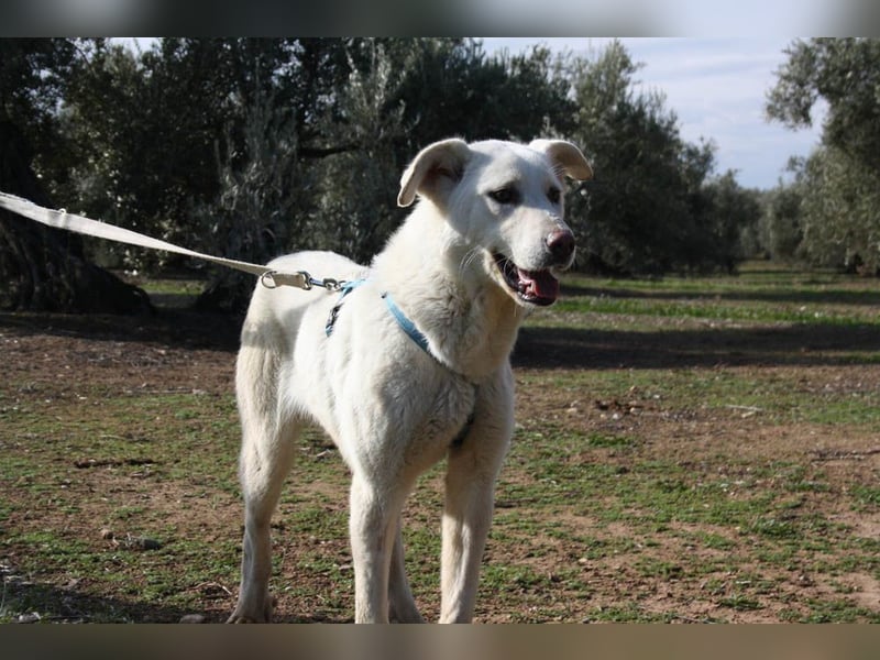 Wunderschöne BOHEMIA- liebt den Kontakt zu Menschen und Artgenossen.Jetzt fehlt nur noch ihr Zuhause
