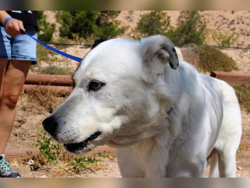 INK-freundlich, sanfter Riese, ruhig, ausgeglichener, angenehmer Begleiter sucht "Für-immer-Zuhause"