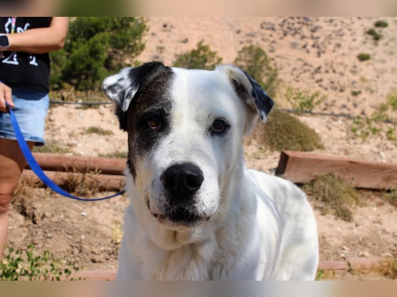 INK-freundlich, sanfter Riese, ruhig, ausgeglichener, angenehmer Begleiter sucht "Für-immer-Zuhause"