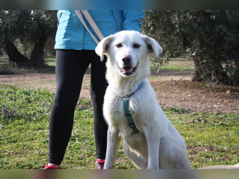 Wunderschöne BOHEMIA- liebt den Kontakt zu Menschen und Artgenossen.Jetzt fehlt nur noch ihr Zuhause