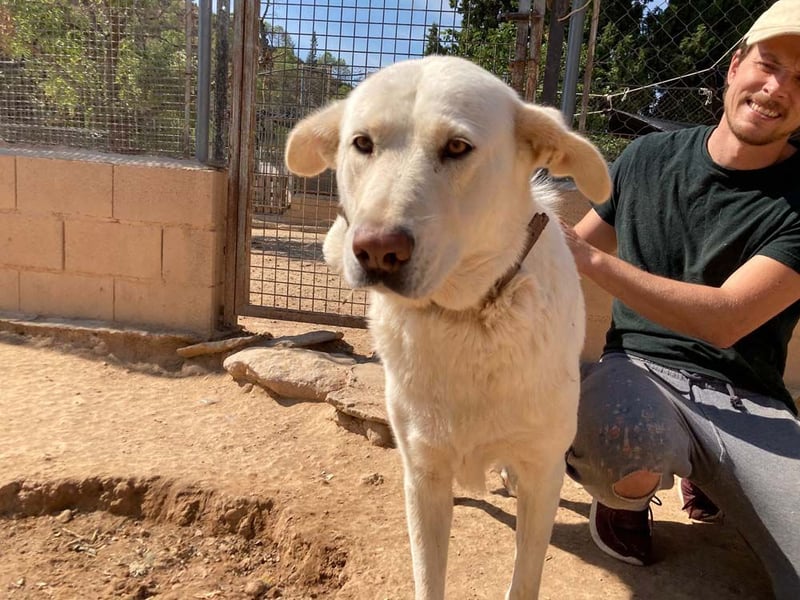 MOON-sanftes,gutmütiges Schmusemädchen mit großem Herzen sucht sehnsüchtig liebe "Für-immer-Familie"