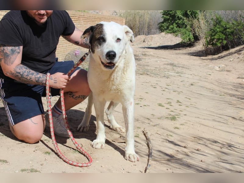 INK-freundlich, sanfter Riese, ruhig, ausgeglichener, angenehmer Begleiter sucht "Für-immer-Zuhause"