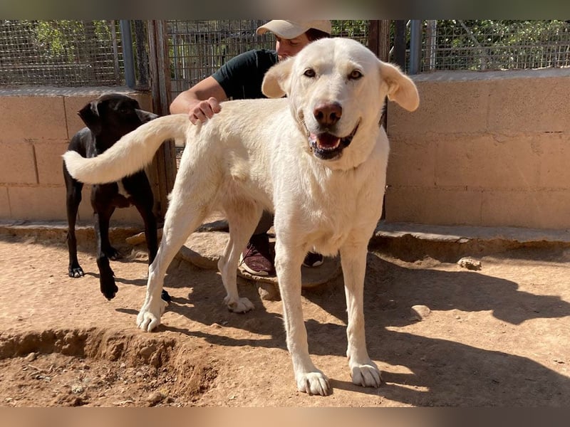 MOON-sanftes,gutmütiges Schmusemädchen mit großem Herzen sucht sehnsüchtig liebe "Für-immer-Familie"