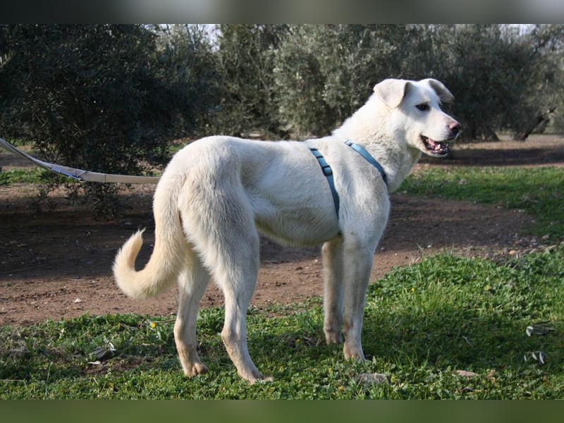 Wunderschöne BOHEMIA- liebt den Kontakt zu Menschen und Artgenossen.Jetzt fehlt nur noch ihr Zuhause