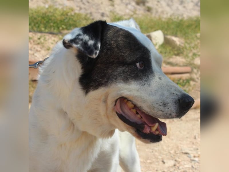 INK-freundlich, sanfter Riese, ruhig, ausgeglichener, angenehmer Begleiter sucht "Für-immer-Zuhause"