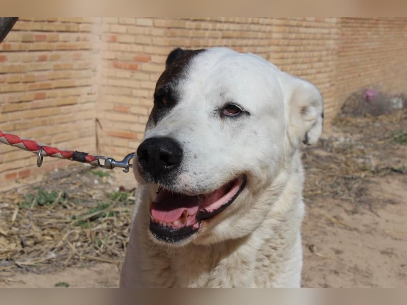 INK-freundlich, sanfter Riese, ruhig, ausgeglichener, angenehmer Begleiter sucht "Für-immer-Zuhause"