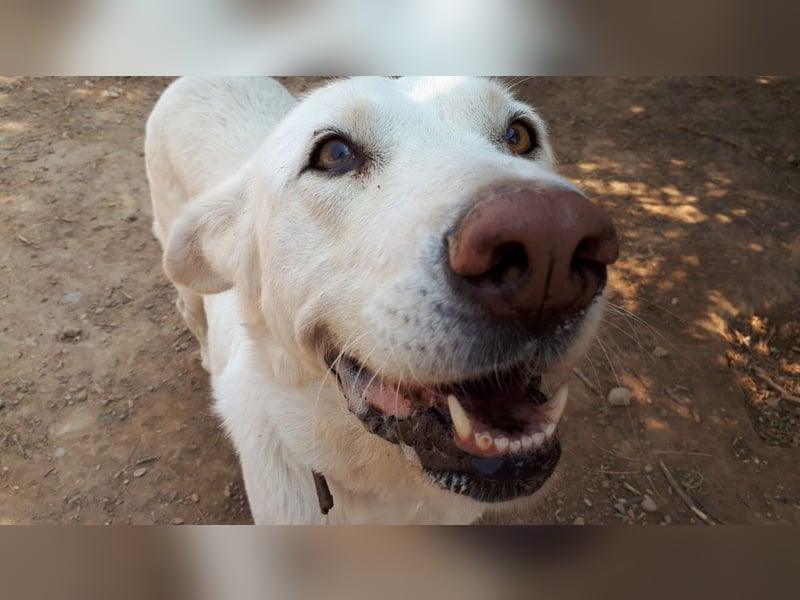 MOON-sanftes,gutmütiges Schmusemädchen mit großem Herzen sucht sehnsüchtig liebe "Für-immer-Familie"