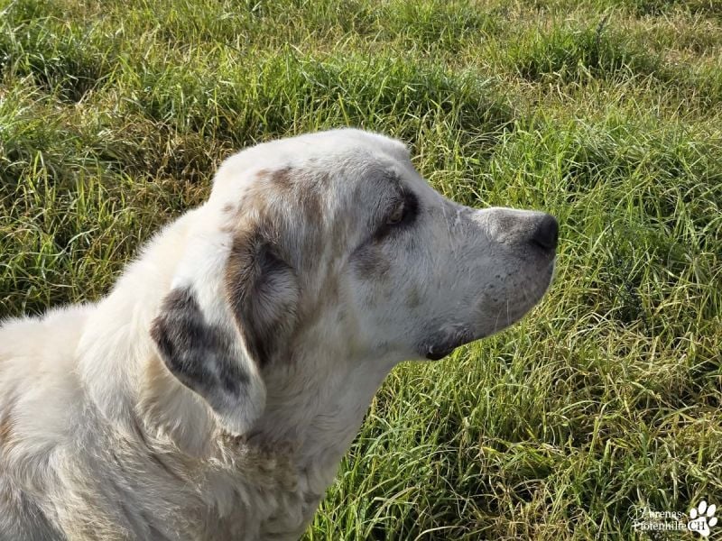 Gandalf ist ein fröhlicher, zutraulicher Rüde