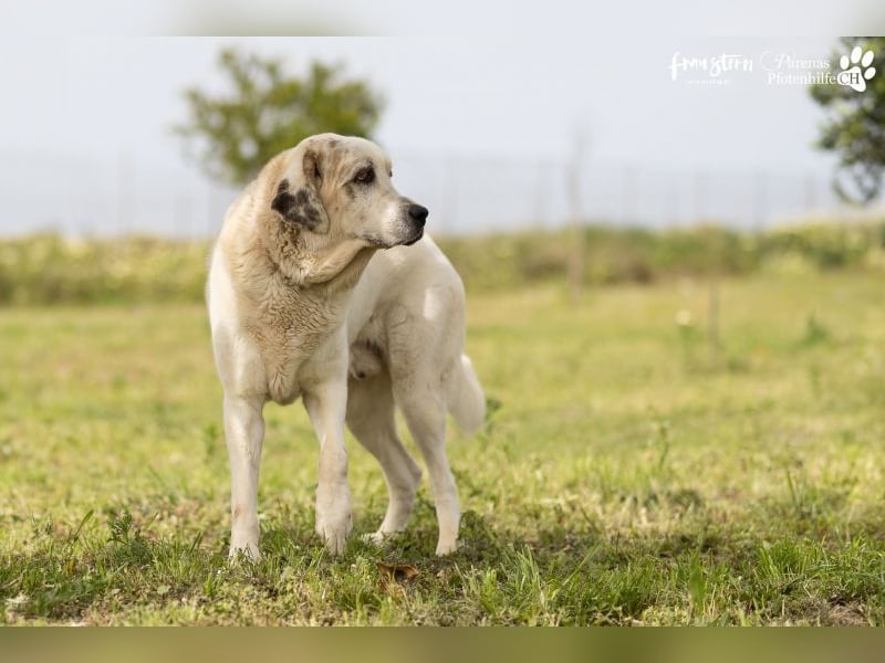 Gandalf ist ein fröhlicher, zutraulicher Rüde