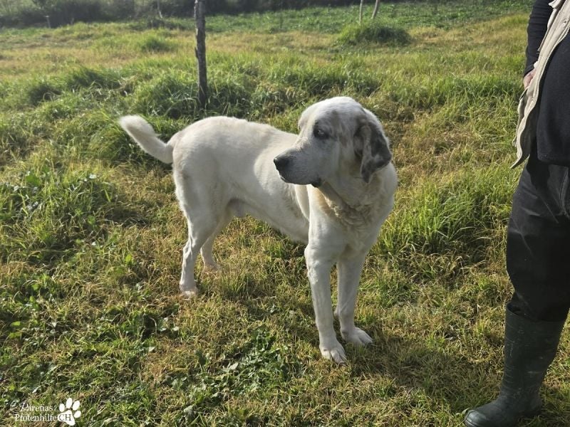 Gandalf ist ein fröhlicher, zutraulicher Rüde