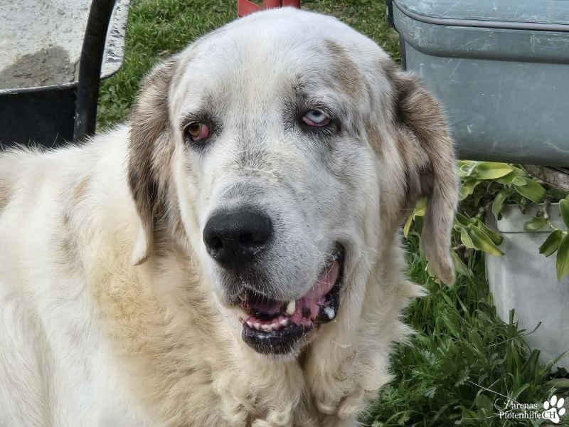 Gandalf ist ein fröhlicher, zutraulicher Rüde