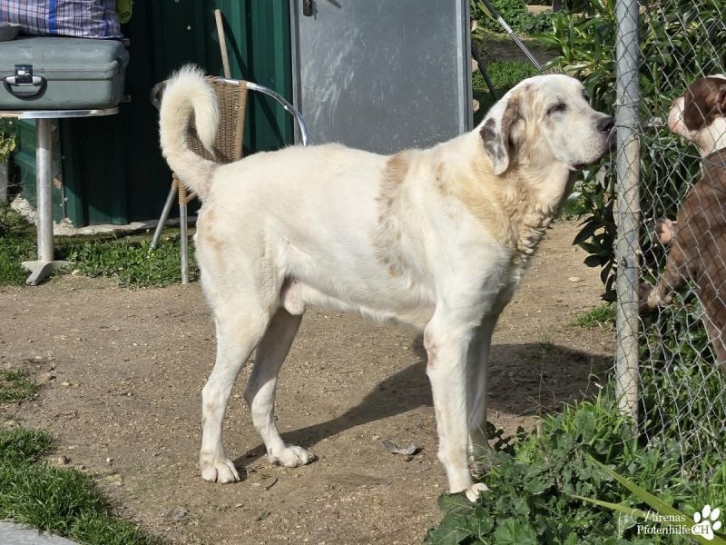 Gandalf ist ein fröhlicher, zutraulicher Rüde