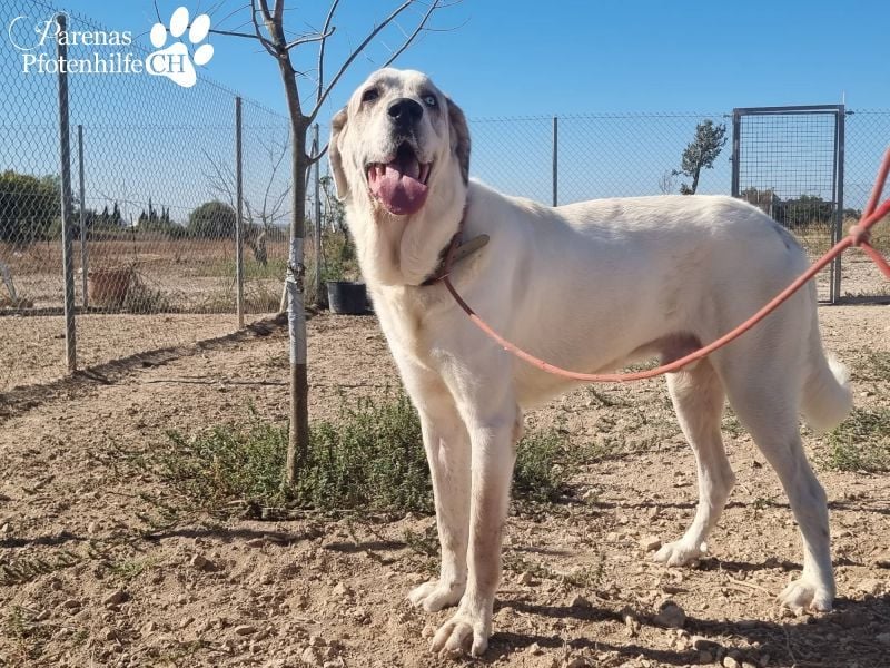 Gandalf ist ein fröhlicher, zutraulicher Rüde