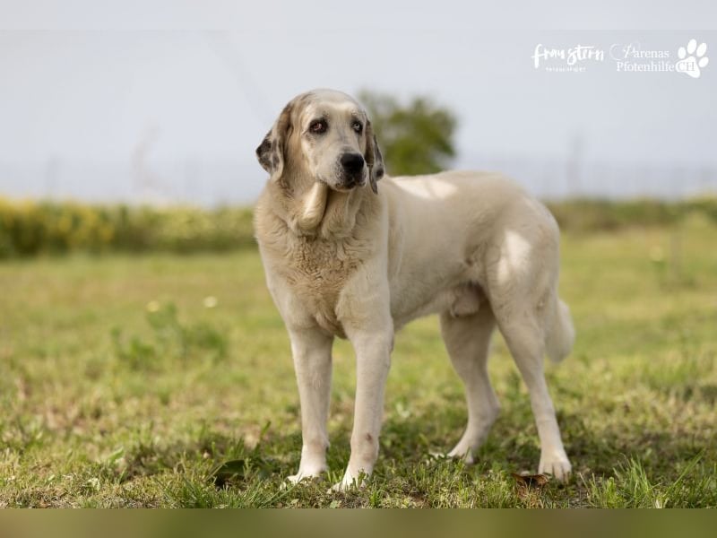 Gandalf ist ein fröhlicher, zutraulicher Rüde