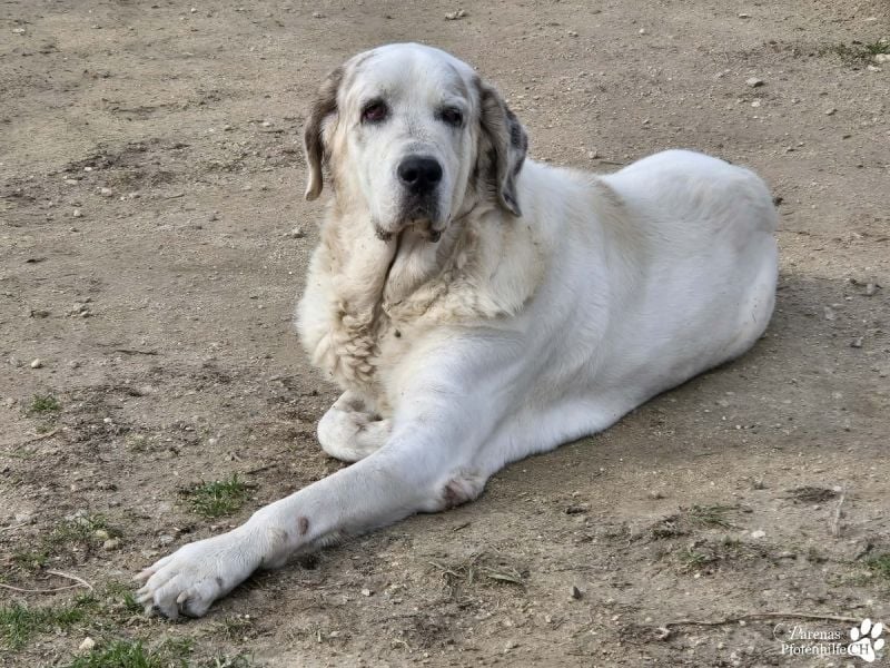 Gandalf ist ein fröhlicher, zutraulicher Rüde