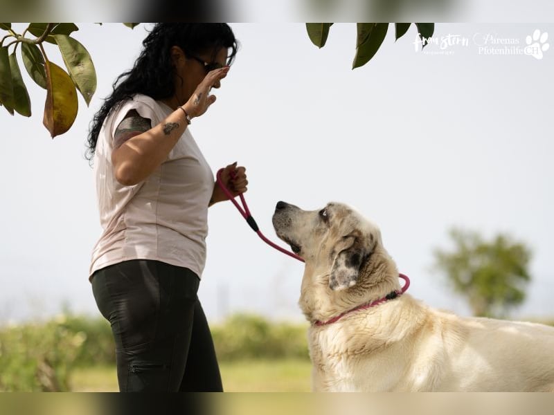 Gandalf ist ein fröhlicher, zutraulicher Rüde