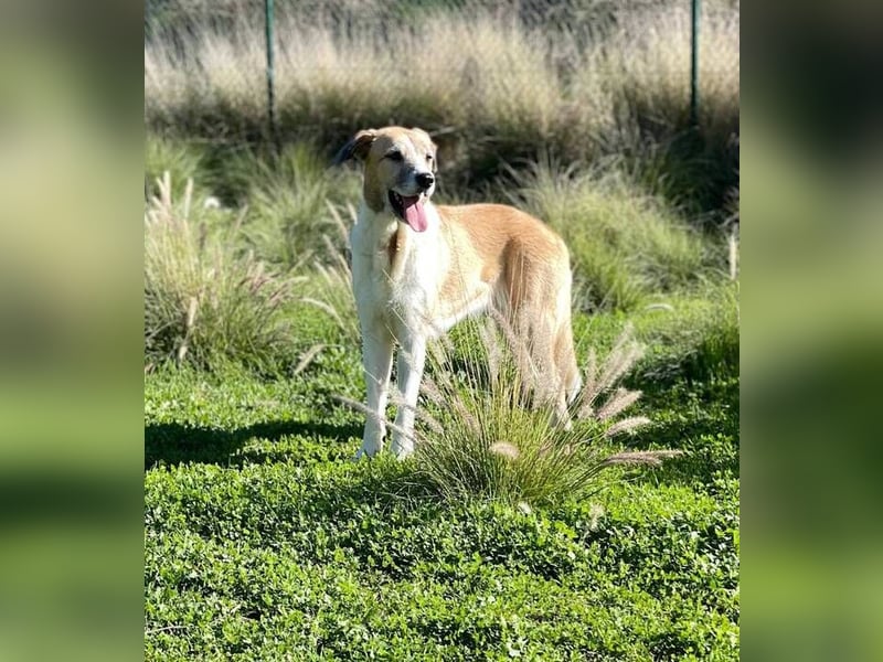 Imperia (Spanien) – eine wunderschöne Mastin-Hündin, die in ihrem neuen Zuhause aufblühen will