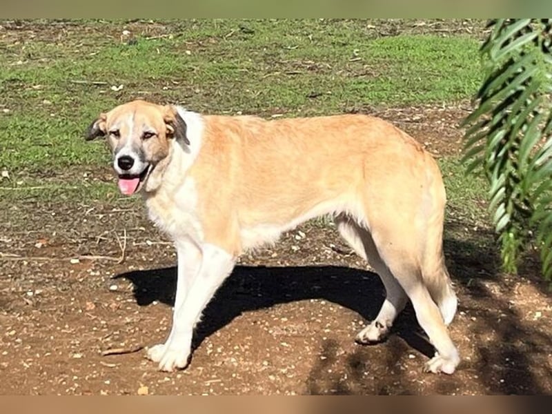 Imperia (Spanien) – eine wunderschöne Mastin-Hündin, die in ihrem neuen Zuhause aufblühen will