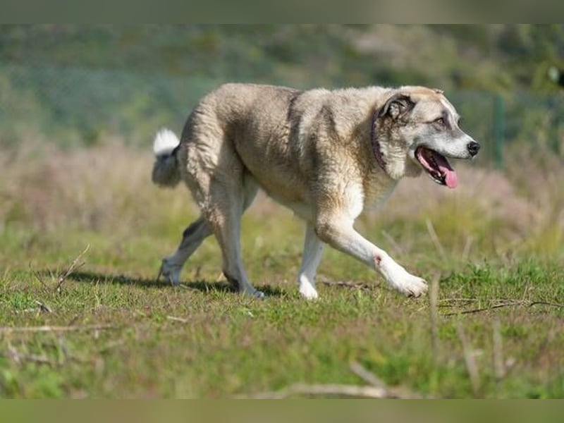 Ananda (Spanien) - eine entspannte Mastin-Mischlingshündin sucht IHR Zuhause