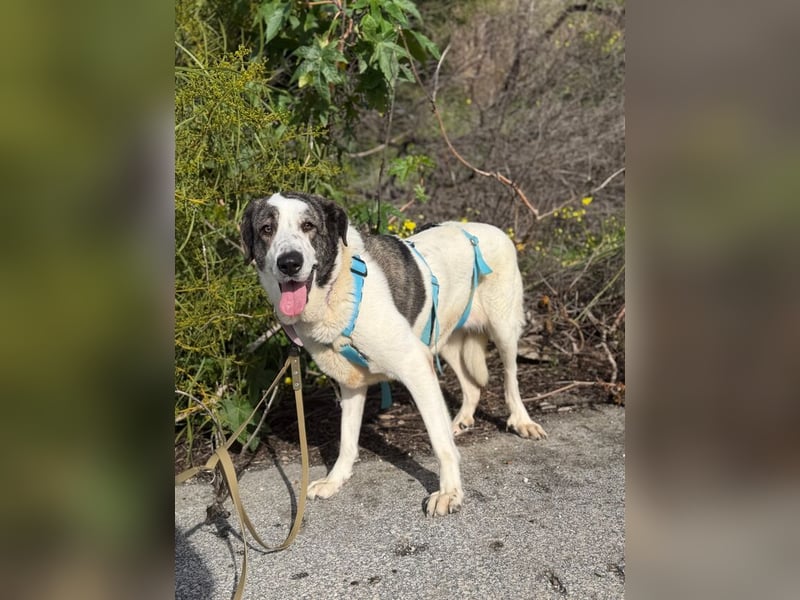 Nina (Spanien) – schüchterne Mastin-Hündin möchte dein Herz erobern