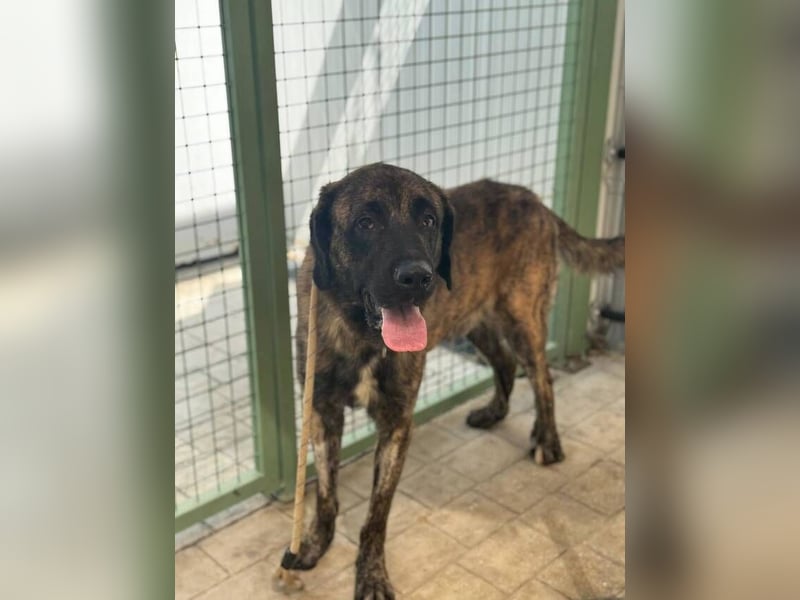 Hermés (Spanien) – sanfter Mastín-Mix sucht Zuhause mit Platz