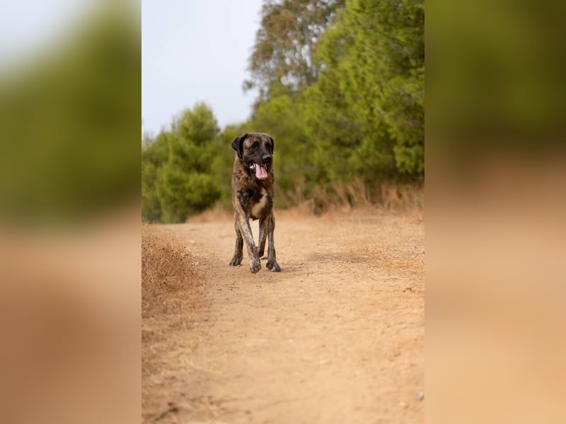 Hermés (Spanien) – sanfter Mastín-Mix sucht Zuhause mit Platz