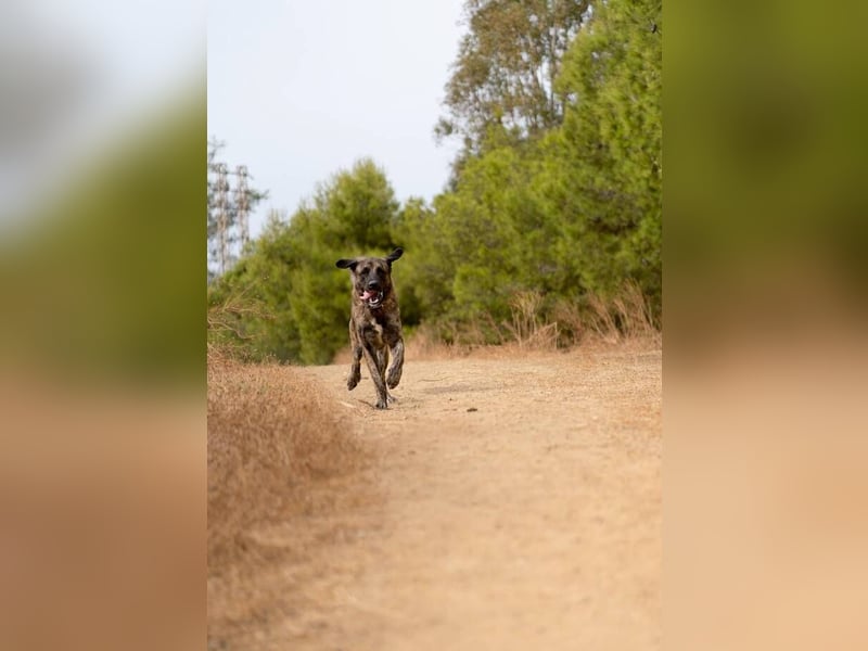 Hermés (Spanien) – sanfter Mastín-Mix sucht Zuhause mit Platz