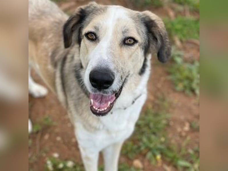 Lua (Spanien) - sanfte Riesenpfote sucht Herzensmenschen