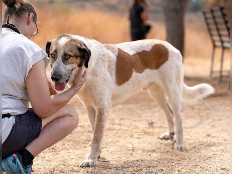 Turrón (Spanien) – wunderschöner Mastín sucht liebevolle Menschen