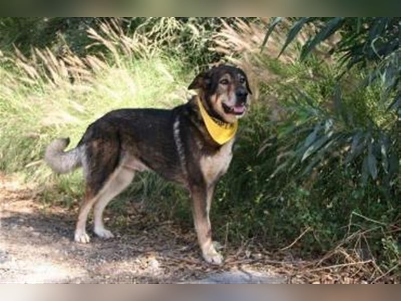 Ray (Spanien) - sucht Zuhause auf dem Land