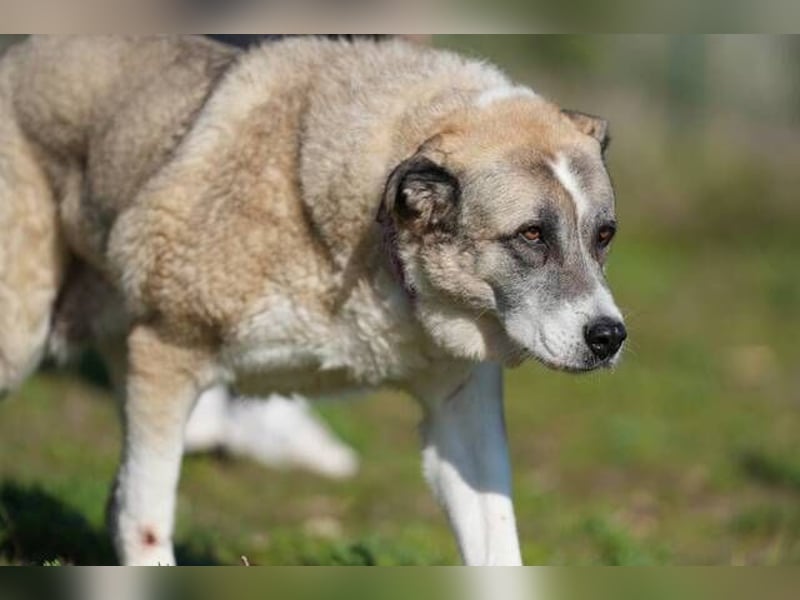 Ananda (Spanien) - eine entspannte Mastin-Mischlingshündin sucht IHR Zuhause