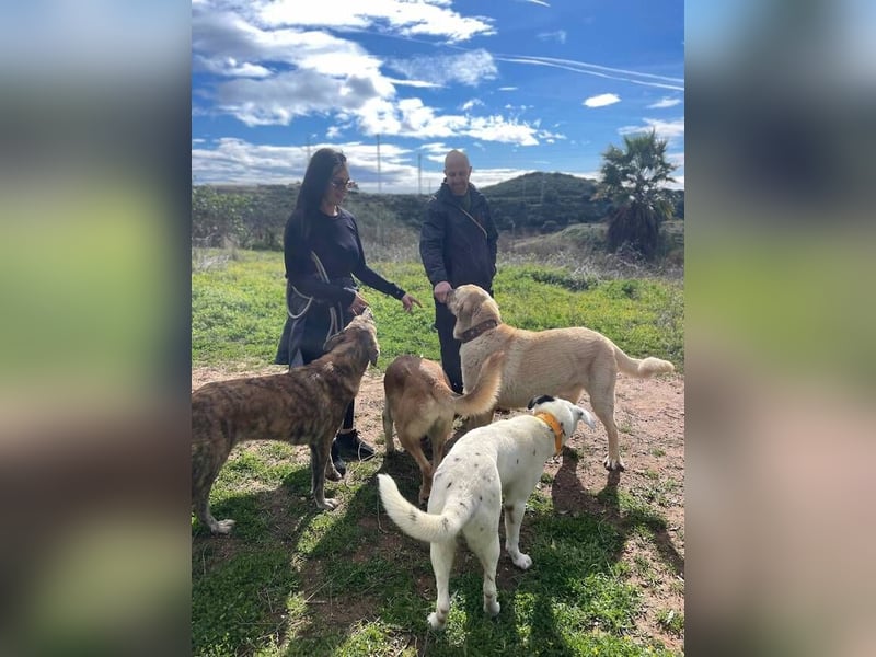 Big Ben (Spanien) – freundlicher Mastín-Riese mit goldenem Herzen sucht Zuhause