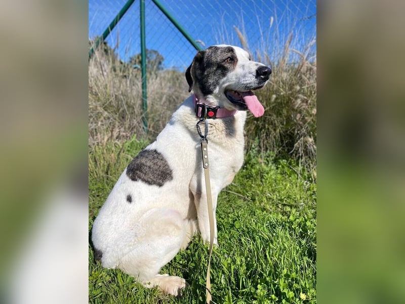 Nina (Spanien) – schüchterne Mastin-Hündin möchte dein Herz erobern