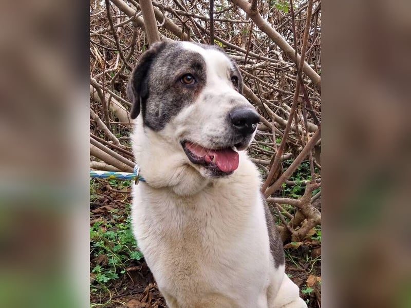 Nina (Spanien) – schüchterne Mastin-Hündin möchte dein Herz erobern