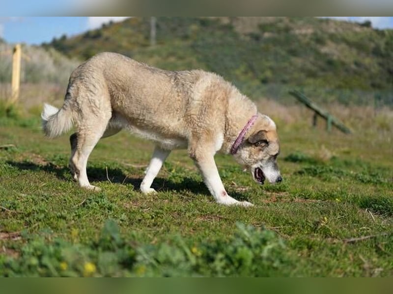 Ananda (Spanien) - eine entspannte Mastin-Mischlingshündin sucht IHR Zuhause