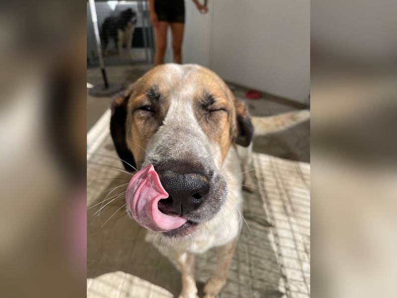 Turrón (Spanien) – wunderschöner Mastín sucht liebevolle Menschen