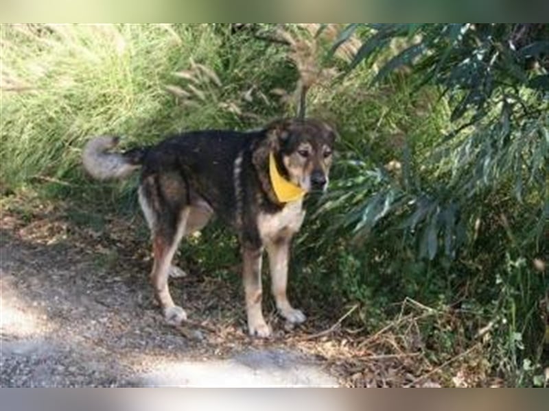 Ray (Spanien) - sucht Zuhause auf dem Land