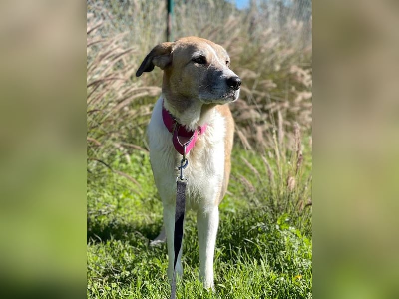 Imperia (Spanien) – eine wunderschöne Mastin-Hündin, die in ihrem neuen Zuhause aufblühen will