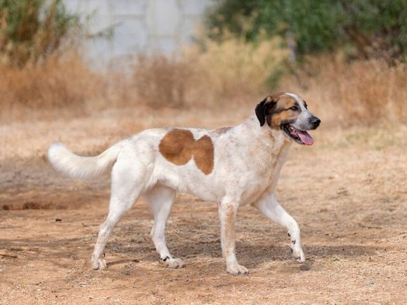 Turrón (Spanien) – wunderschöner Mastín sucht liebevolle Menschen