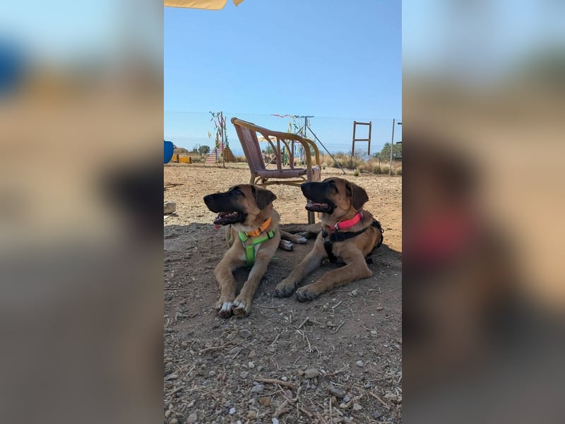 Cali (Spanien) – junger Mastín-Mischling auf der Suche nach seinem Für-immer-Zuhause