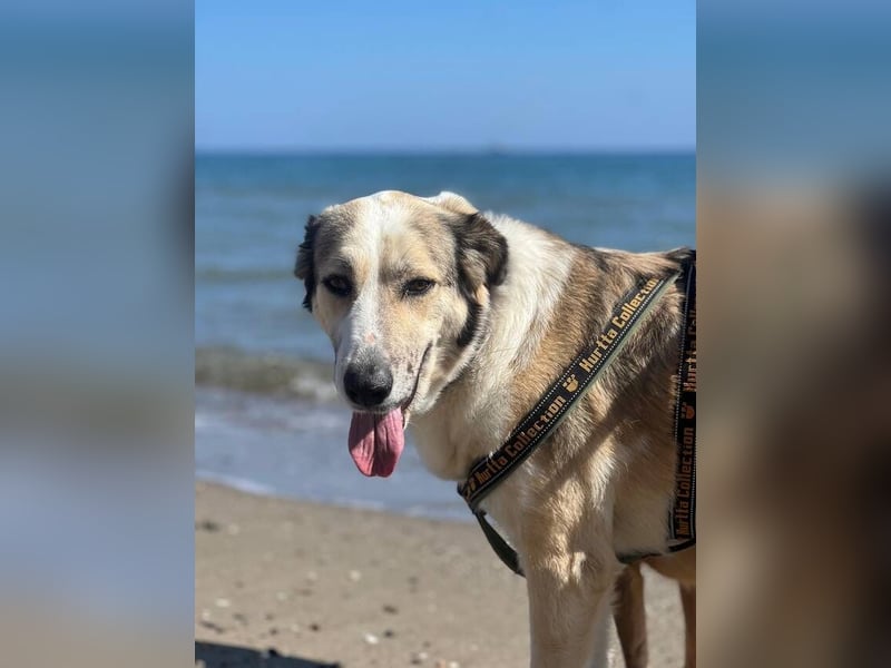 Lua (Spanien) - sanfte Riesenpfote sucht Herzensmenschen