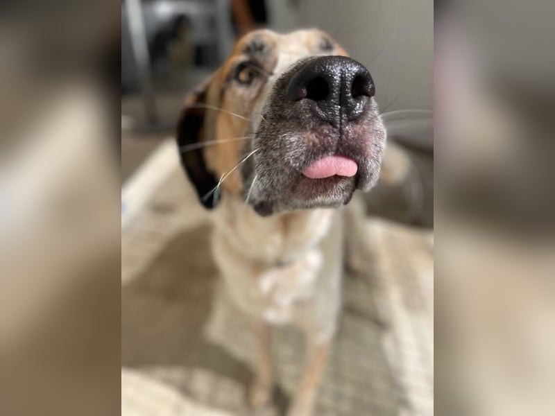 Turrón (Spanien) – wunderschöner Mastín sucht liebevolle Menschen