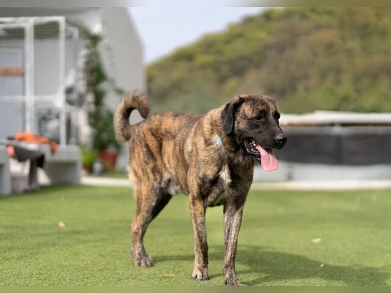 Hermés (Spanien) – sanfter Mastín-Mix sucht Zuhause mit Platz