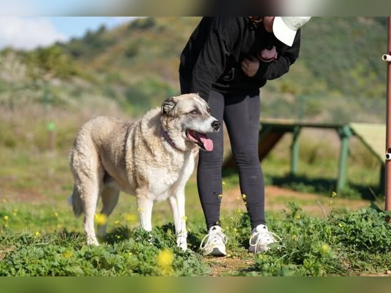 Ananda (Spanien) - eine entspannte Mastin-Mischlingshündin sucht IHR Zuhause