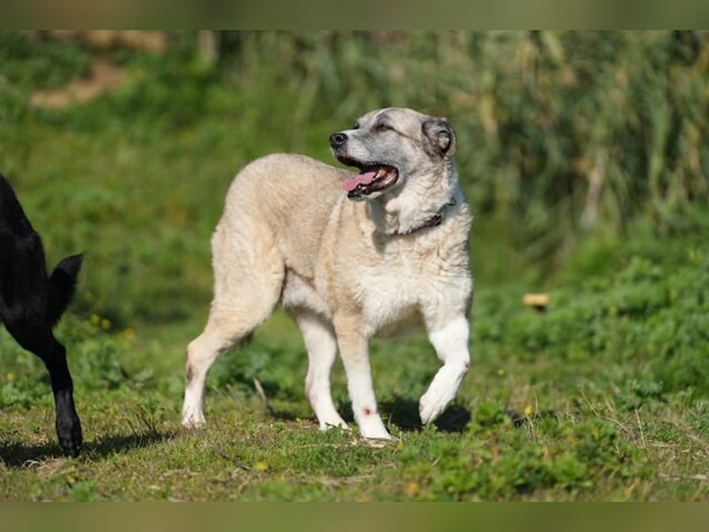 Ananda (Spanien) - eine entspannte Mastin-Mischlingshündin sucht IHR Zuhause