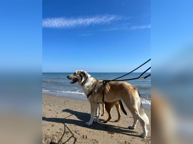 Lua (Spanien) - sanfte Riesenpfote sucht Herzensmenschen
