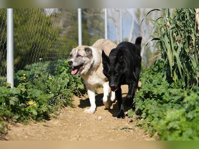 Ananda (Spanien) - eine entspannte Mastin-Mischlingshündin sucht IHR Zuhause