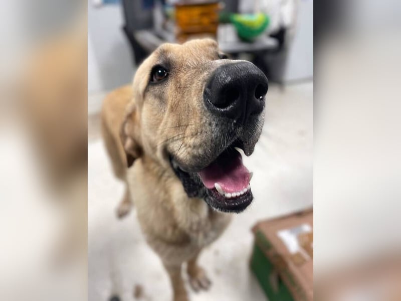 Big Ben (Spanien) – freundlicher Mastín-Riese mit goldenem Herzen sucht Zuhause