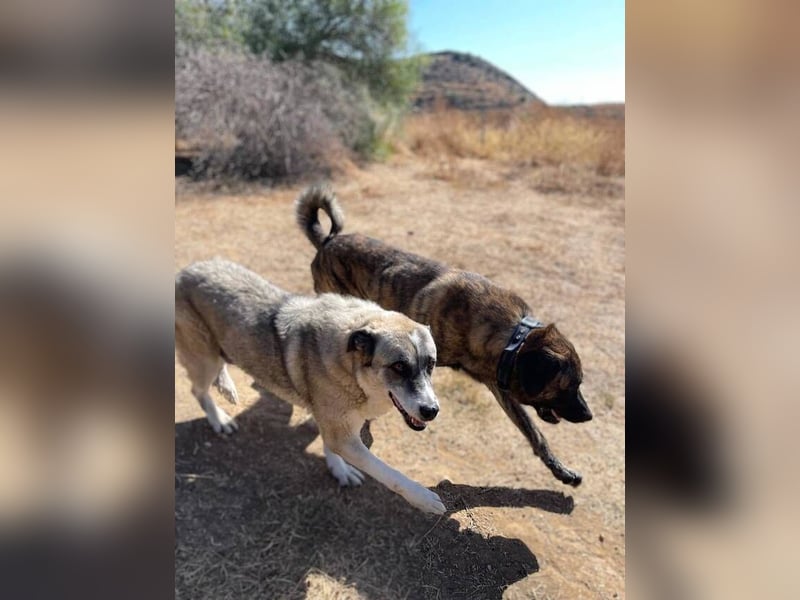 Hermés (Spanien) – sanfter Mastín-Mix sucht Zuhause mit Platz