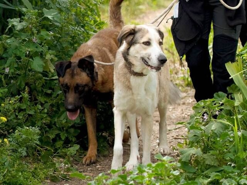 Lua (Spanien) - sanfte Riesenpfote sucht Herzensmenschen